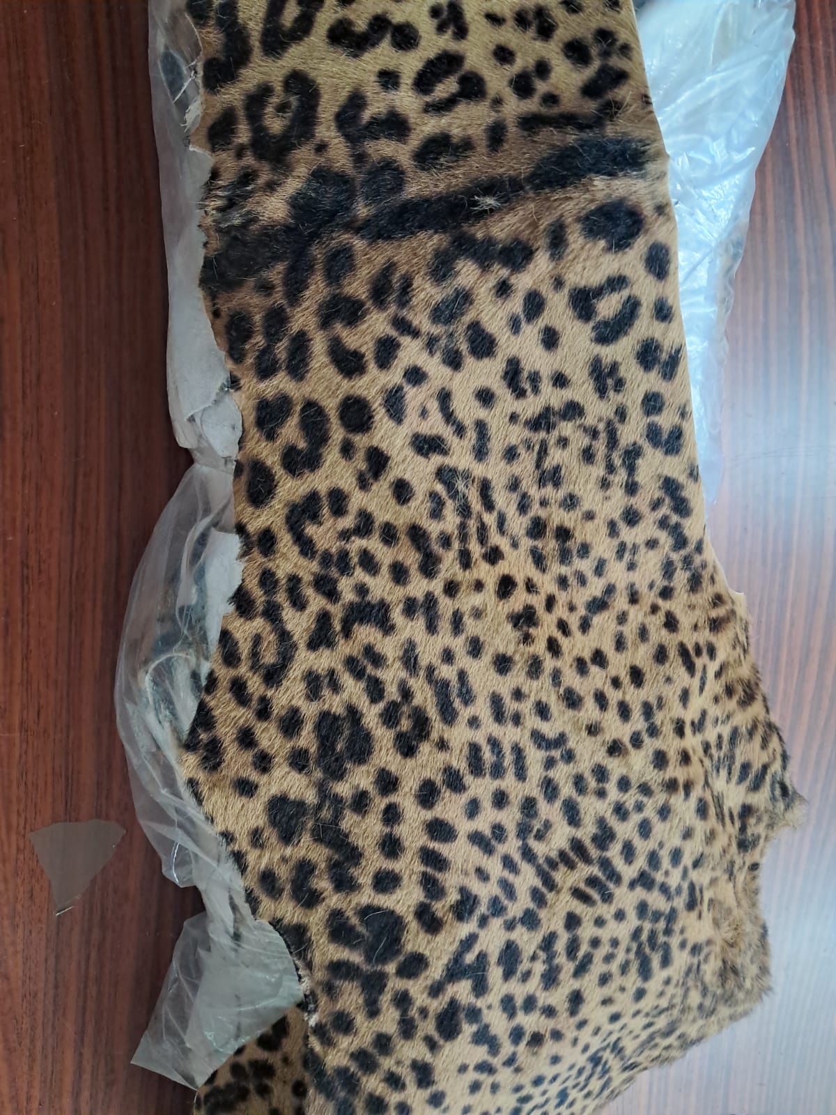 Ritagli di cavallino stampa leopardo